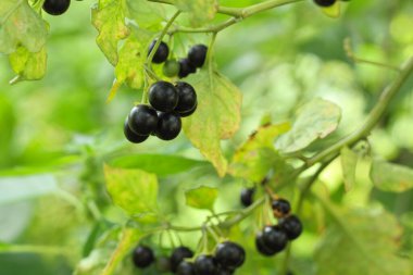 Siyah itüzümü (Solanum nigrum) zehirli ottur. Top şeklinde meyveler, yemyeşil ırklarda olgunlaşır. Siyah itüzümü. Çilek ve geniş yapraklar..