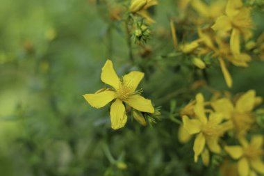 Doğada çiçek açan Aziz John otları (Hypericum perforatum) bitkisi.