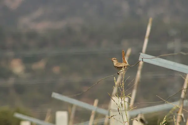 stock image Rufous-tailed scrub robin bird perched on a wire in a vineyard. Cercotrichas galactotes.