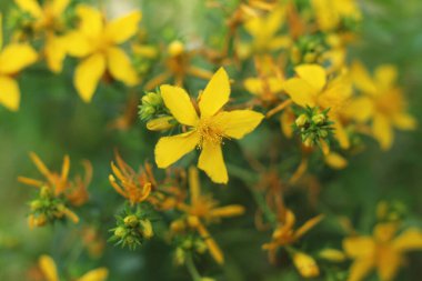 Doğada çiçek açan Aziz John otları (Hypericum perforatum) bitkisi.