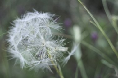 Çekirdekli karahindiba çiçeği yatay görüş açısında ve metin için boşluk var. Kartpostal resmi tasarımı.