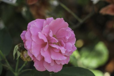 Bahçede çiçek açan pembe gül. Seçici odak, kapat.