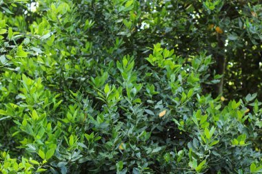 Doğada körfez yapraklarıyla dolu bir perde. Kuru baharat olarak kullanılan körfez yaprakları.