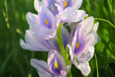 Blossoming water hyacinths (Eichhornia crassipes) flower in river. Close up. clipart