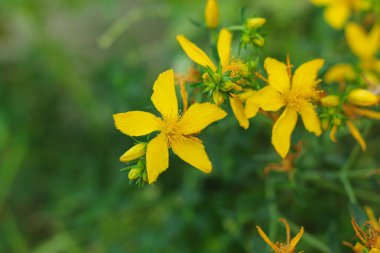 Doğada çiçek açan Aziz John otları (Hypericum perforatum) bitkisi.