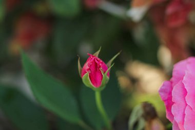 Bahçede pembe gül tomurcuğu. Metin için yeri olan pembe gül çiçeğine seçmeli odaklan.