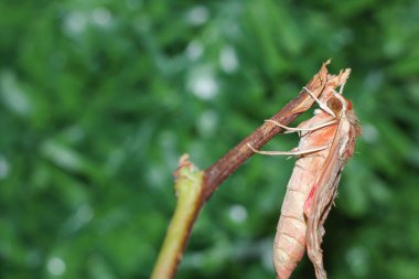 Ağaç dalı üzerindeki Levant Şahin güvesi (Theretra alecto kelebeği) yeşil arka plan izole edilmiştir. Metin ve seçici odak için boşluk.