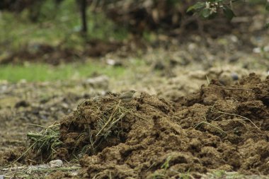 Çalılıklarda kamufle edilmiş şifaff (Phylloscopus collybita) kuşu. Doğadaki kuş.