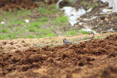 Beyaz kuyruklu (Motacilla alba) köydeki dışkının arasında dolaşıyordu. Bahçedeki kuş.