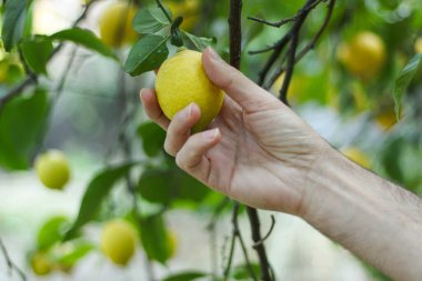 Çiftçi adam limon dalından taze limon topluyor ya da topluyor. Organik çiğ meyve dolu tarım çiftliği. Tarımsal arka plan fotoğrafı. Temiz yemek, sağlıklı yaşam tarzı, diyet konsepti.