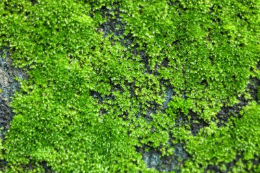  Doğadaki yosunlu yüzeye yakın çekim.