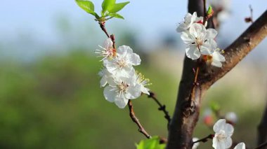 Bahar zamanı güneş ışığı altında meyve bahçesinde çiçek açan kayısı ağacı. Kapatın, ayrıntılar..