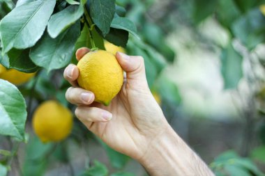 Çiftçi adam limon dalından taze limon topluyor ya da topluyor. Organik çiğ meyve dolu tarım çiftliği. Tarımsal arka plan fotoğrafı. Temiz yemek, sağlıklı yaşam tarzı, diyet konsepti.