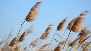 Mavi gökyüzü arka planında kuru sazlık tohumlarının yakın plan görüntüsü. 