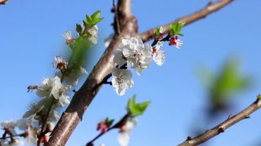 Bahar zamanı güneş ışığı altında meyve bahçesinde çiçek açan kayısı ağacı. Kapatın, ayrıntılar..