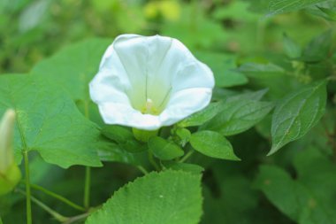 Blossom Field Bindweed (Convolvulus arvensis) bitkisi doğada yetişir. Yaklaş, beyaz çiçek, yeşil yapraklar.