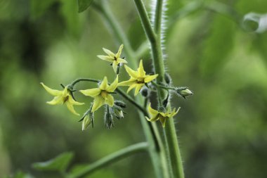 Bahçede çiçek açan domates bitkisi. Kapat..