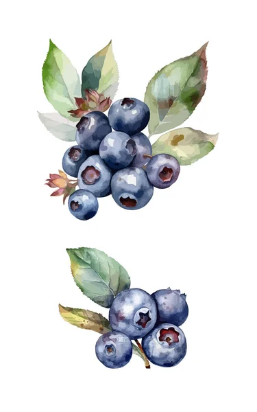 Blueberries Cliparts Isolierte Vektorillustration — Stockvektor