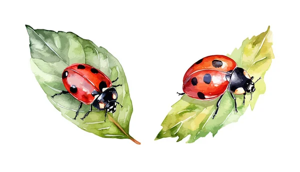 Ladybug Clipart Ilustración Vectorial Aislada — Vector de stock