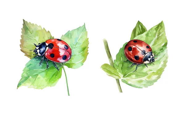 Ladybug Clipart Illustrazione Vettoriale Isolata — Vettoriale Stock