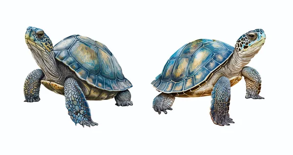 Sköldpadda Clipart Isolerad Vektor Illustration — Stock vektor