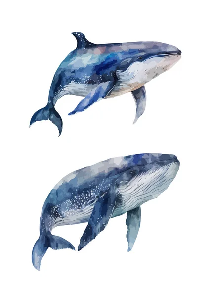 Balena Clipart Illustrazione Vettoriale Isolata — Vettoriale Stock