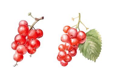 Red Ribes tırmanıyor, izole vektör çizimi.