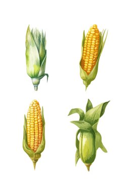 Corn clipart, izole vektör çizimi.