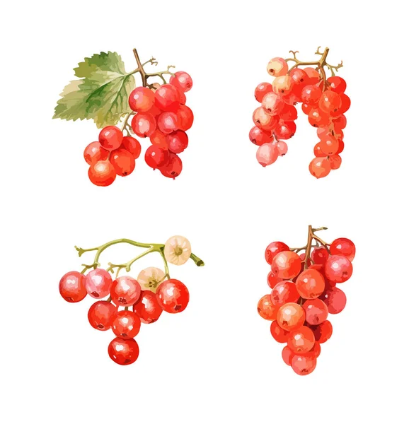 Red Ribes Clipart Isolated Vector Illustration — 스톡 벡터