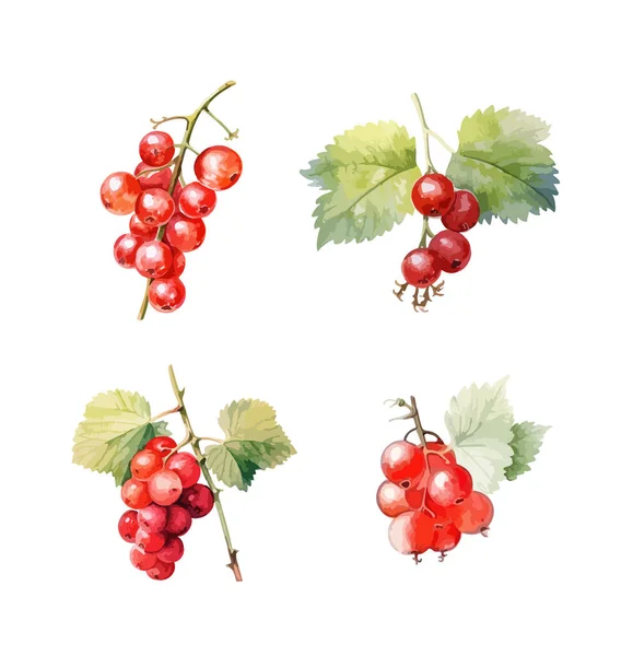 Rode Ribes Clipart Geïsoleerde Vector Illustratie — Stockvector