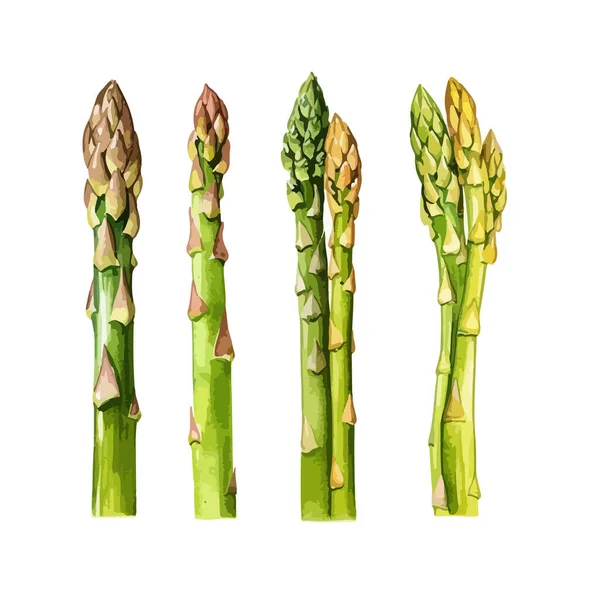 Asparagus Clipart Izole Vektör Illüstrasyonu — Stok Vektör