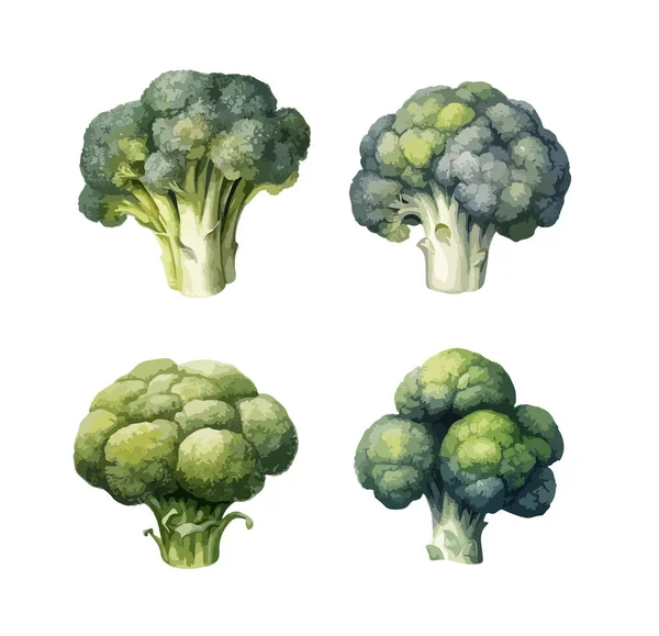 Brokolice Kliparty Izolované Vektorové Ilustrace — Stockový vektor