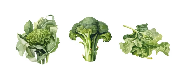 Brokoli Clipart Ilustrasi Vektor Terisolasi - Stok Vektor