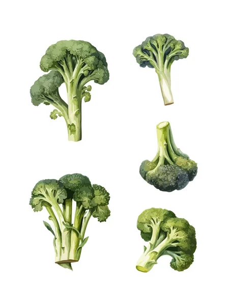Clipart Brócoli Ilustración Vectorial Aislada — Archivo Imágenes Vectoriales