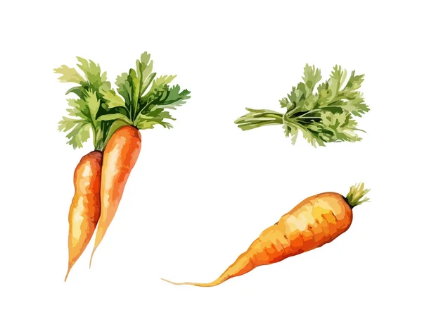 Морковный Клипарт Изолированная Векторная Иллюстрация — стоковый вектор