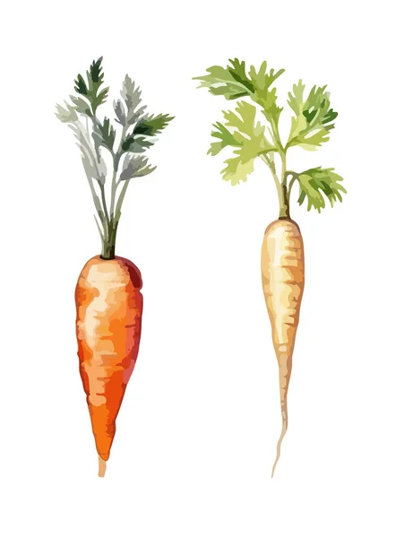 Carrot Clipart Ilustrasi Vektor Terisolasi - Stok Vektor