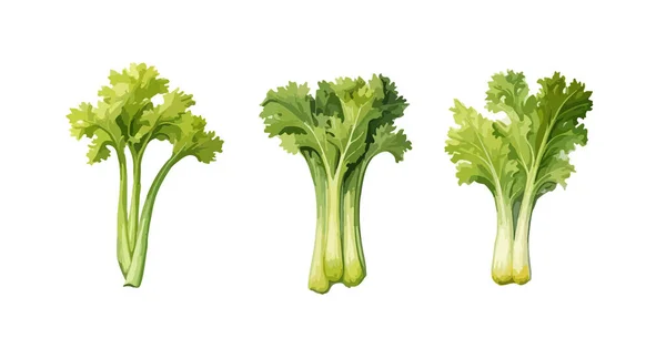 Celery Clipart Izolovaná Vektorová Ilustrace — Stockový vektor