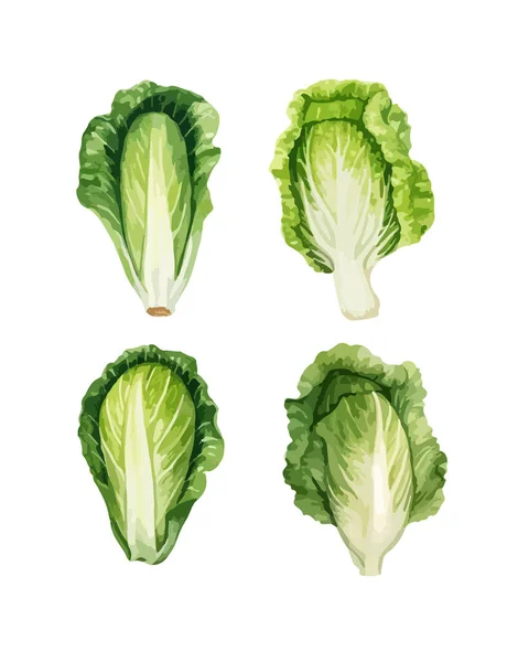 大白菜属植物 孤立的病媒图解 — 图库矢量图片