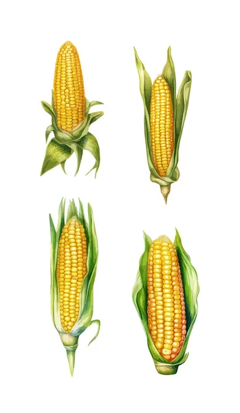 Corn Clipart Illustrazione Vettoriale Isolata — Vettoriale Stock