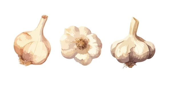 Garlic Clipart Isolated Vector Illustration — Stock Vector