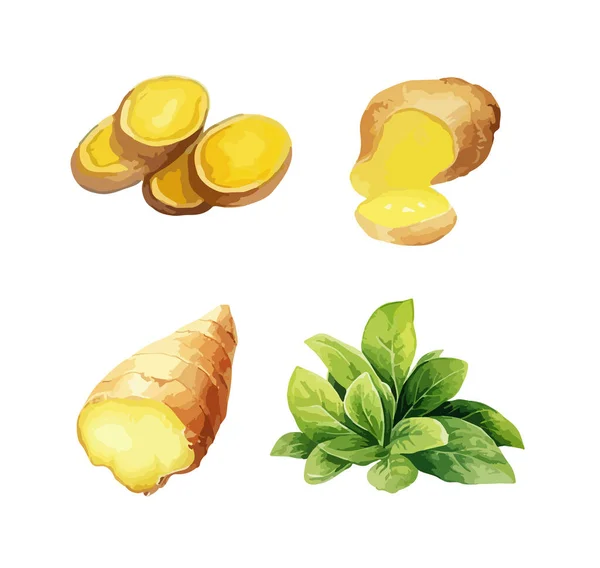 Ginger Clipart 일러스트 — 스톡 벡터