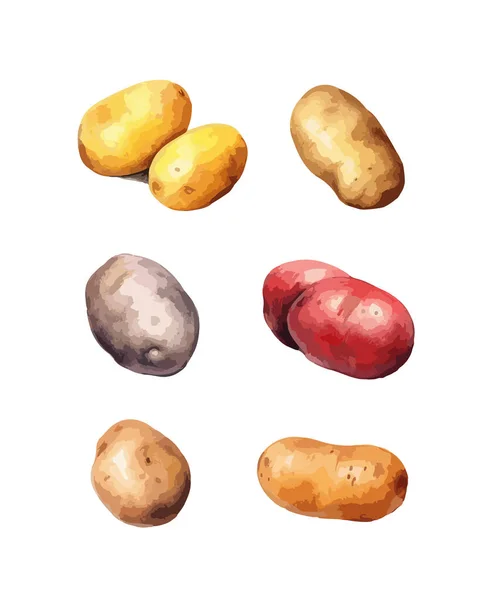 Kartoffel Cliparts Isolierte Vektorillustration — Stockvektor