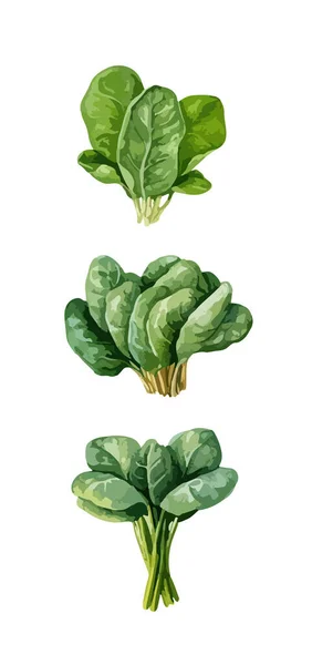 Spinaci Clipart Illustrazione Vettoriale Isolata — Vettoriale Stock