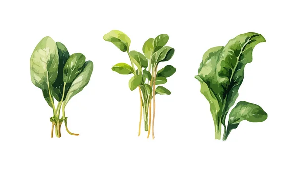 Spinach Clipart Isolated Vector Illustration — 图库矢量图片