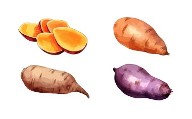 Sweet potato clipart, isolated vector illustration. clipart