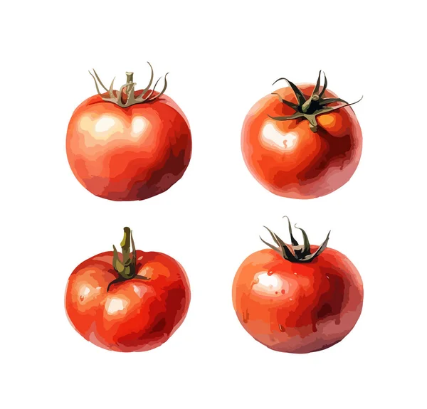 Tomaten Cliparts Isolierte Vektorillustration — Stockvektor
