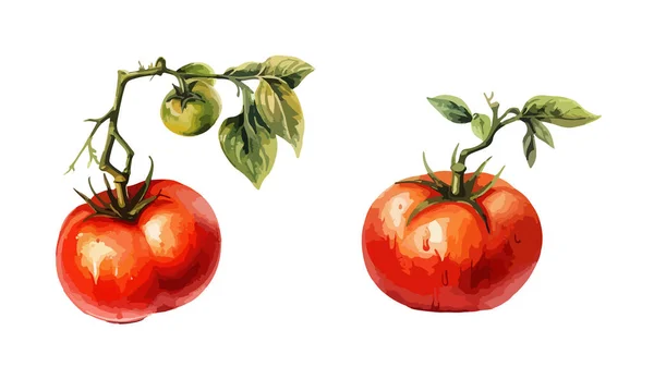 Tomaten Cliparts Isolierte Vektorillustration — Stockvektor