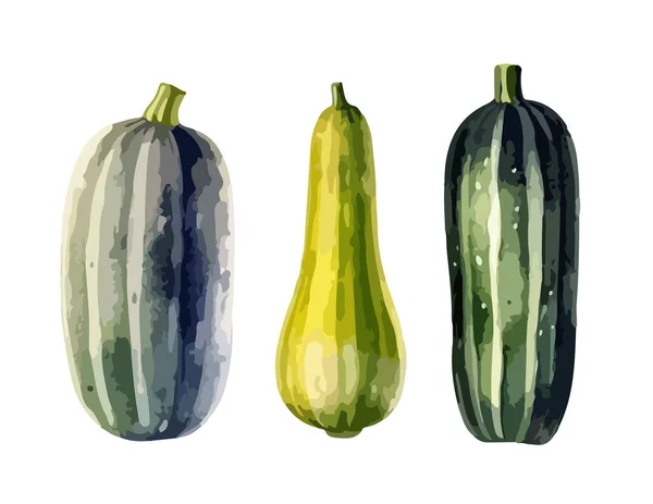 Zucchini Cliparts Isolierte Vektorillustration — Stockvektor