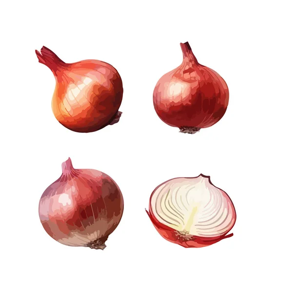 Cebolla Clipart Ilustración Vectorial Aislada — Vector de stock