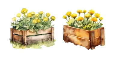 Box of dandelions clipart, isolated vector illustration. clipart